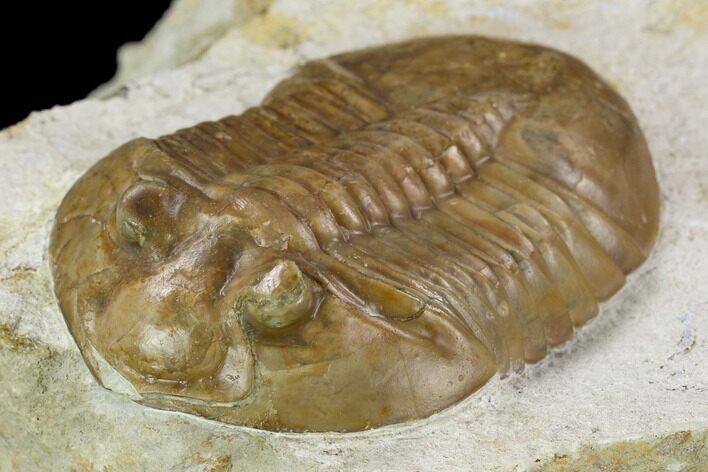 Unusual Asaphus Laevissimus Trilobite - Russia #126137